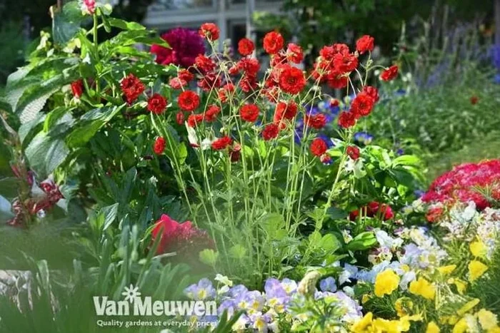 1 or 2 Gorgeous Geum ‘Samba Sunset’ Blossoms
