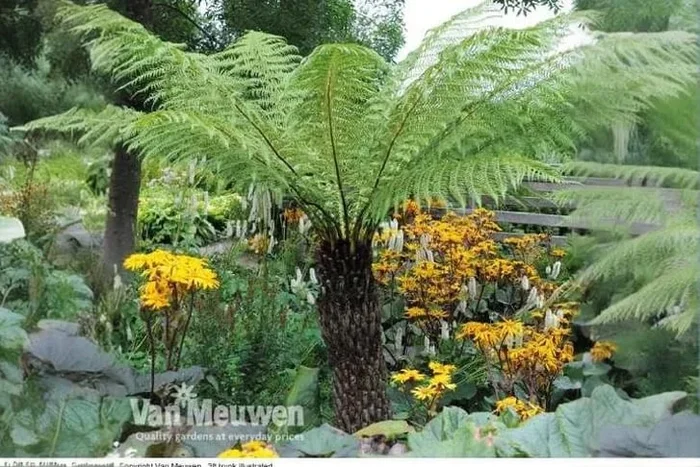 1 or 2 Tree Fern Plants in 2 Litre Pots