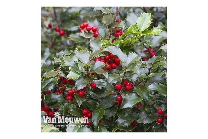 10 Holly Hedging Plants