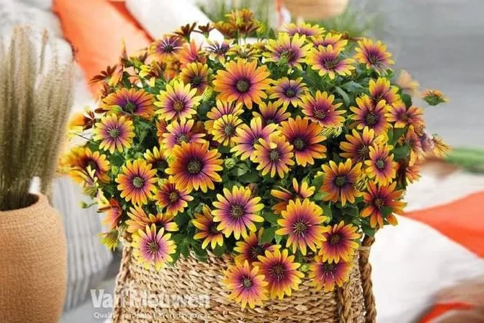 10 Spectacular Osteospermum ‘Purple Sun’ Plants