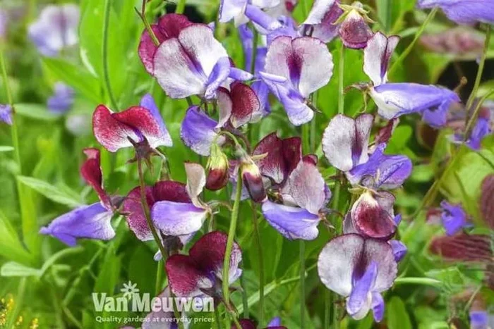 12 Spectacular Sweet Pea ‘Three Times As Sweet’