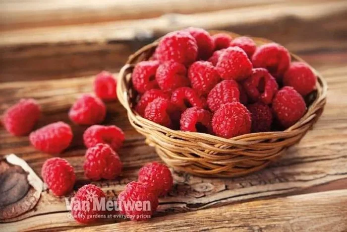 12 Vibrant Raspberry ‘Autumn Bliss’ Plants