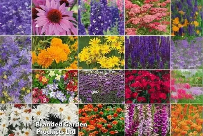 144 Mixed Perennial Plants Collection
