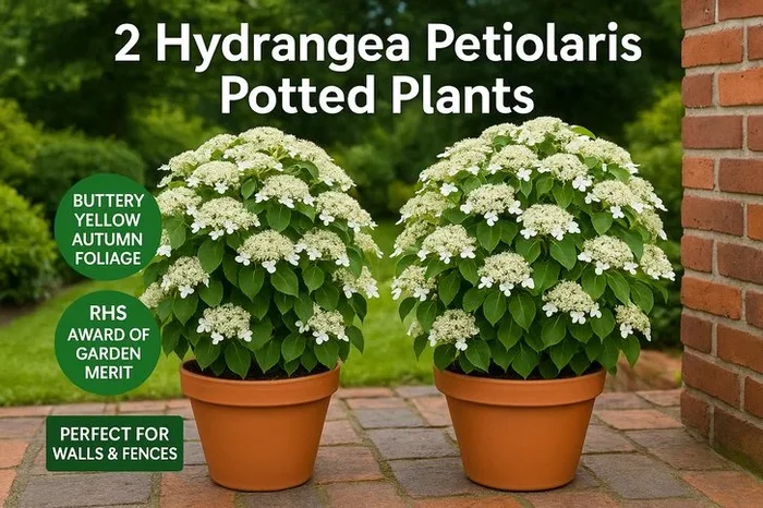 2 Hydrangea Petiolaris Potted Plants