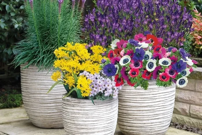 200 Summer Flowering Bulbs – Vibrant & Easy Care