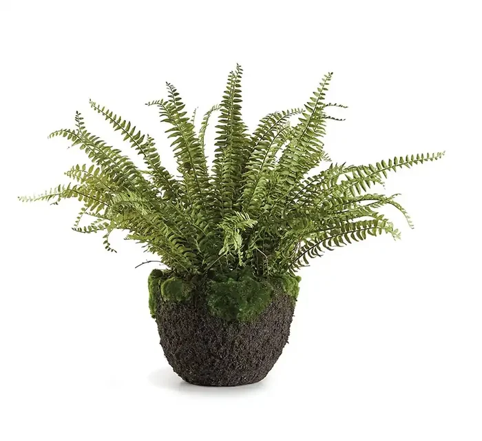 30″ Grand Boston Fern Drop-In – Napa Home & Garden
