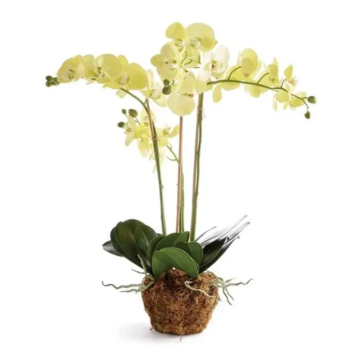 30″ Yellow Phalaenopsis Drop-In – Napa Home & Garden