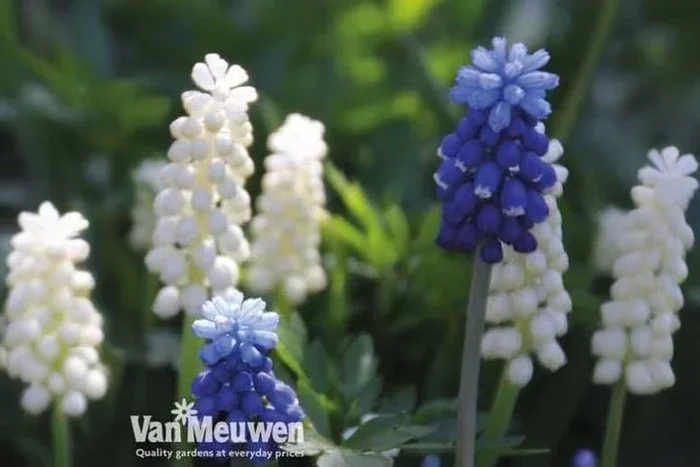 30 Enchanting Muscari Blue & White Bulbs