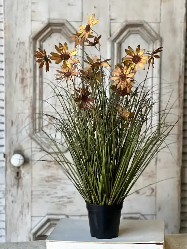 31″ Caraway Coneflower in Pot