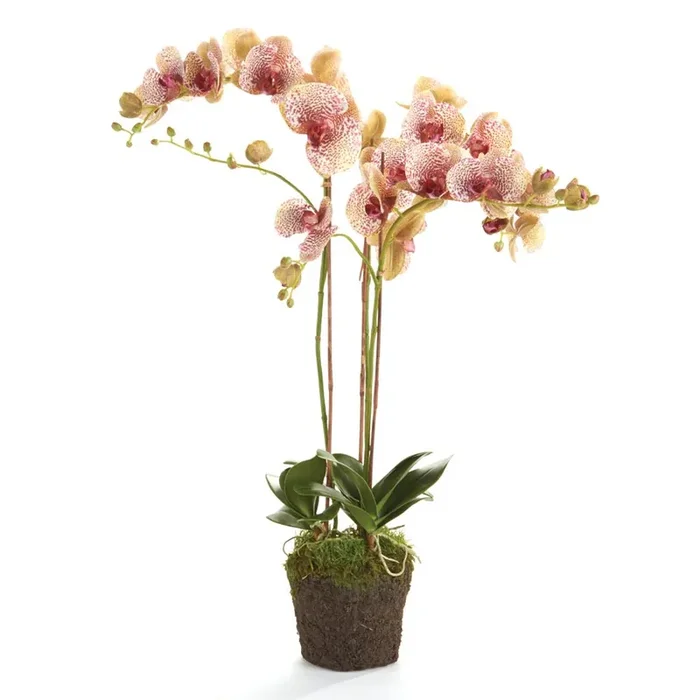 32″ Burgundy Phalaenopsis Drop-In – Napa Home & Garden