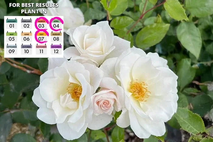 ‘Snow White’ Floribunda Rose Plant – Potted