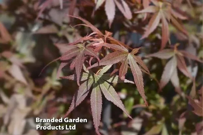 Acer palmatum ‘Skeeters Broom’ Japanese Maple