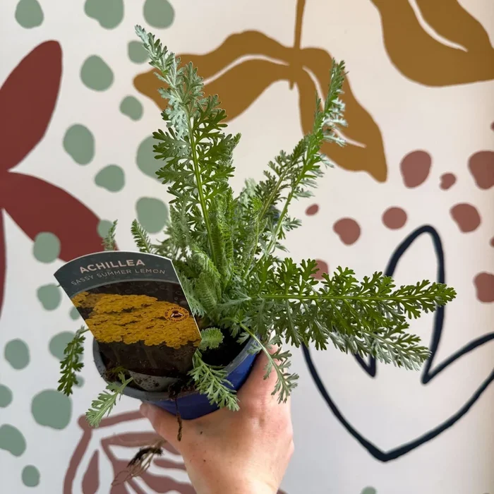 Achillea millefolium ‘Sassy Summer Lemon’ – Yellow Yarrow – British Grown Herbaceous Perennial