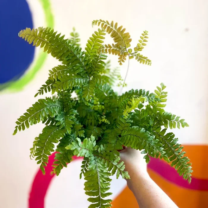 Adiantum hispidulum ‘Bronze Venus’ – Rough Maidenhair Fern