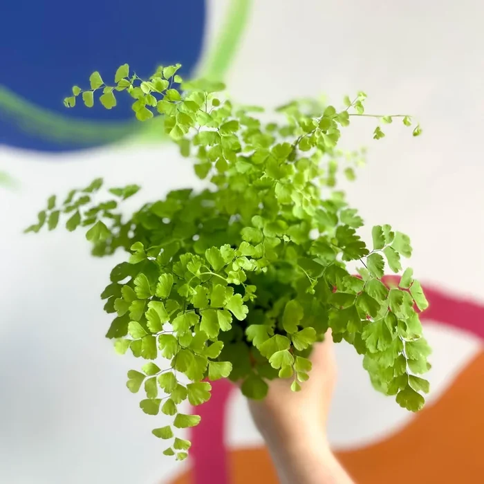 Adiantum raddianum ‘Fragrans’ – Maidenhair Fern