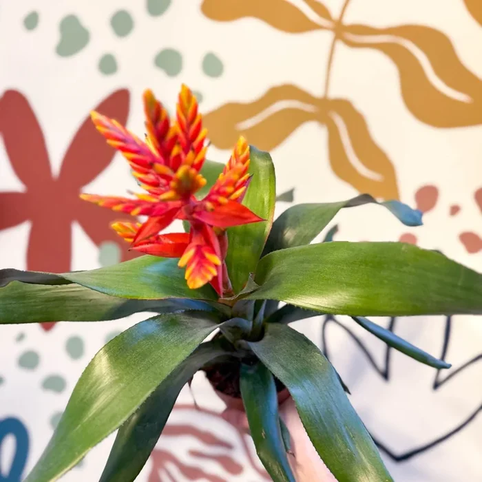 Aechmea ‘Pepita’ / ‘Elegant Flame’ – Orange Bromeliad
