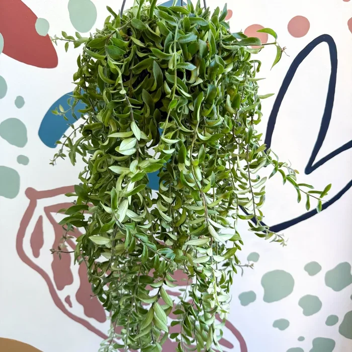 Aeschynanthus ‘Twister’ – Lipstick Plant