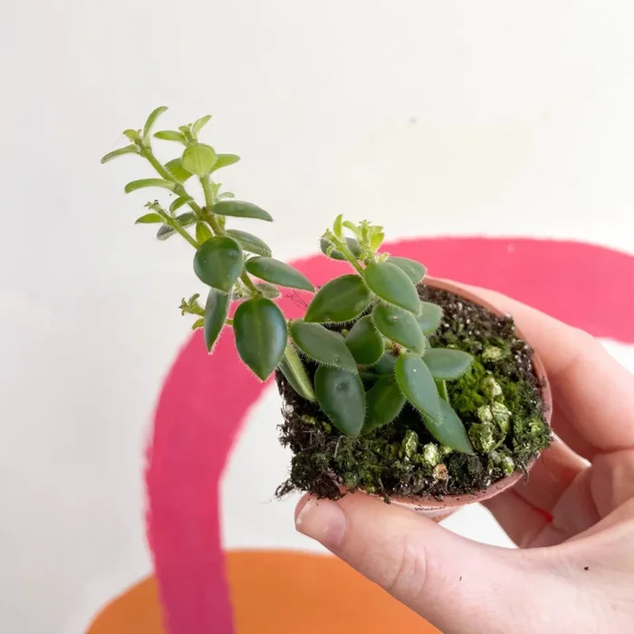 Aeschynanthus gracilis – Lipstick Plant – Welsh Grown