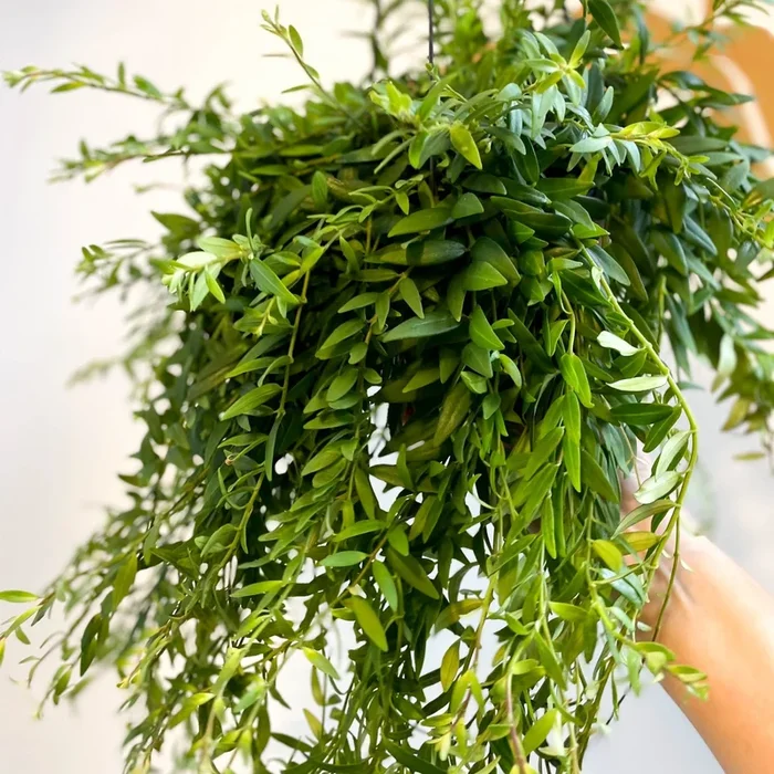 Aeschynanthus japhrolepis – Lipstick Plant