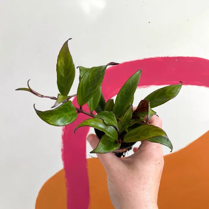 Aeschynanthus longicaulis ‘Black Pagoda’ – Lipstick Plant – Welsh Grown