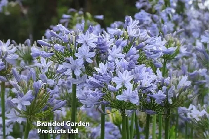 Agapanthus ‘Blue Storm’ – Compact Flowering Perennial, 76cm, Patio or Border