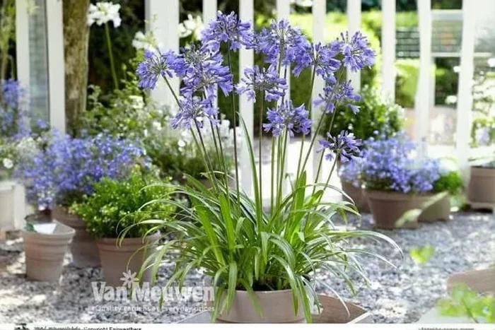Agapanthus ‘Ever Sapphire’ – Repeat-Flowering Blue Lily, 9cm Pots (1–3 Plants)