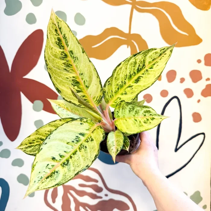 Aglaonema ‘Chartreuse Pretty’ – Chinese Evergreen