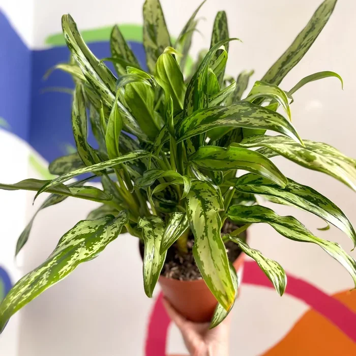 Aglaonema ‘Pincel’ – Chinese Evergreen – British Grown