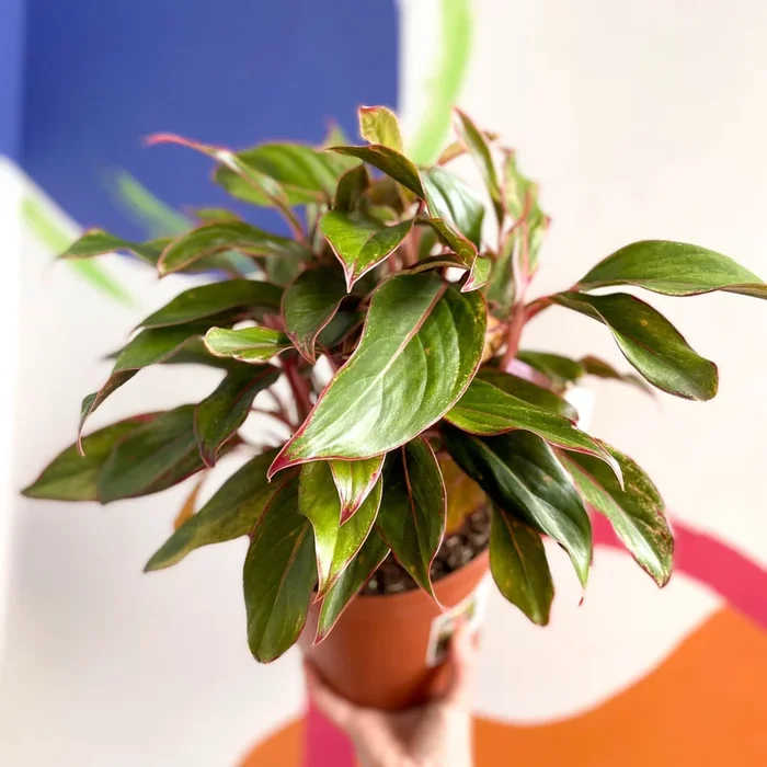 Aglaonema ‘Red Siam’ – Chinese Evergreen – British Grown