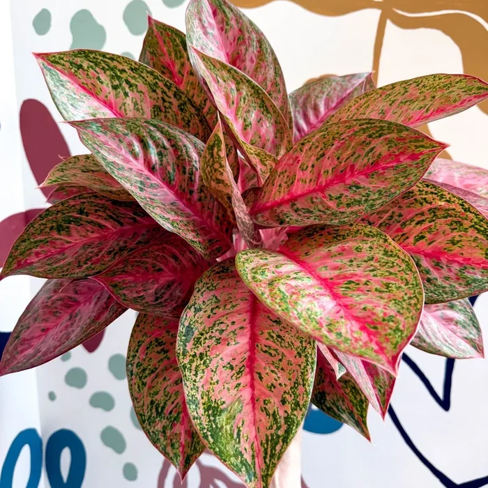 Aglaonema ‘Samba Red’ – Chinese Evergreen