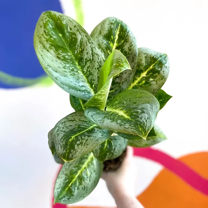 Aglaonema ‘Key Lime’ – Chinese Evergreen