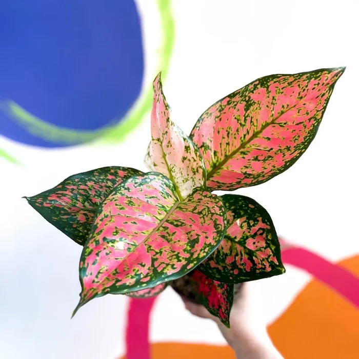 Aglaonema ‘Lady Valentine’ – Chinese Evergreen