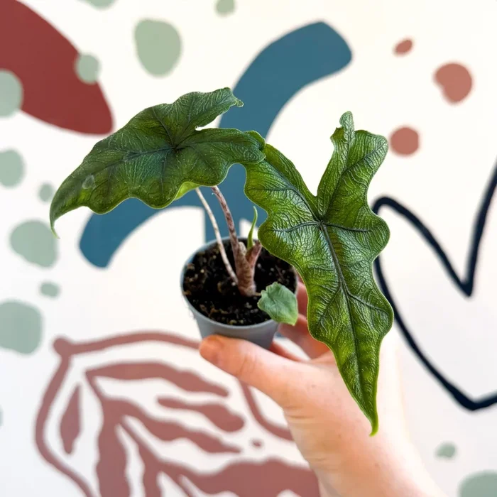 Alocasia ‘Jacklyn’