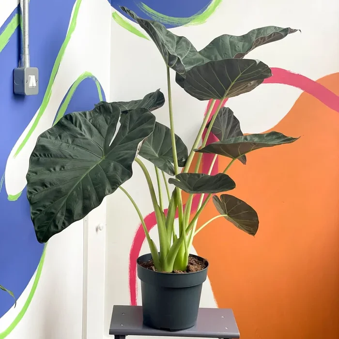 Alocasia ‘Regal Shield’