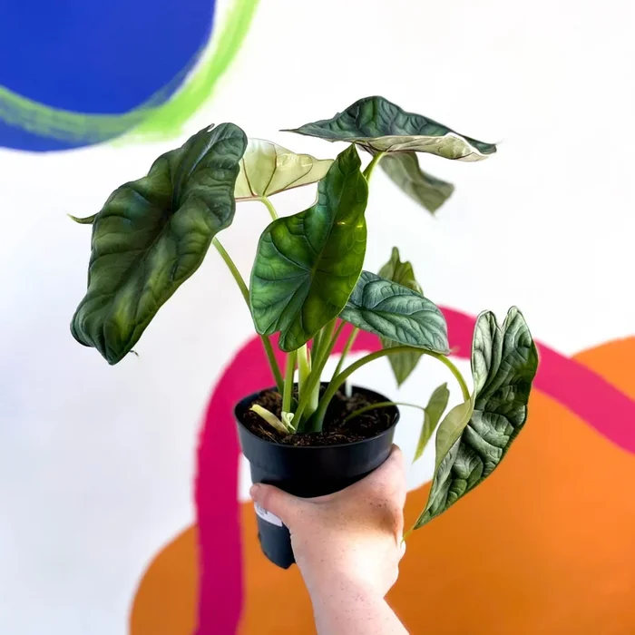 Alocasia baginda ‘Dragon Scale’