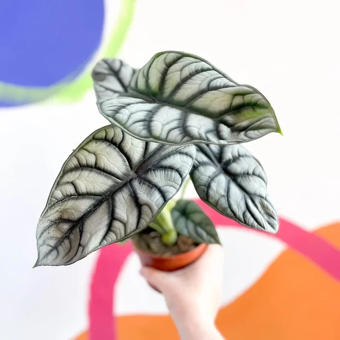 Alocasia baginda ‘Silver Queen’