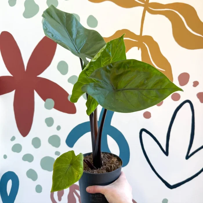 Alocasia ‘Black Cobra’ – Black Jewel Elephant Ear