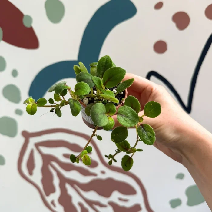 Alsobia dianthiflora – Lace Flower – Welsh Grown