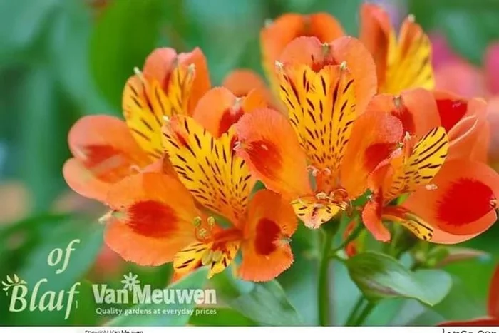 Alstroemeria ‘Summer Breeze’ Hardy Perennial Flowering Plant – 60cm