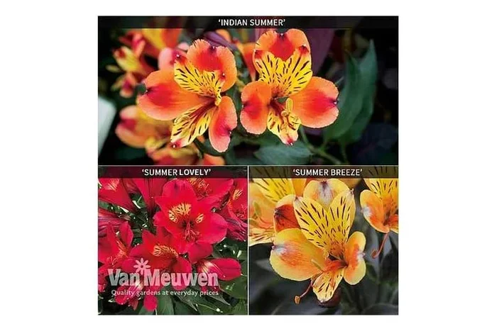 Alstroemeria Summer Trio – Unleash a Kaleidoscope of Colors