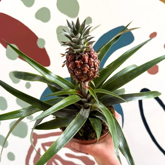 Ananas comosus ‘Rosita’ – Rose Pineapple Plant