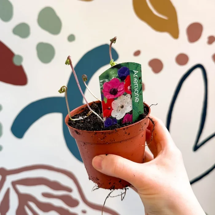 Anemone coronaria – Windflowers