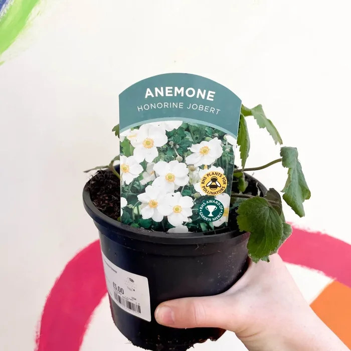 Anemone x hybrida ‘Honorine Jobert’ – British Grown Herbaceous Perennial