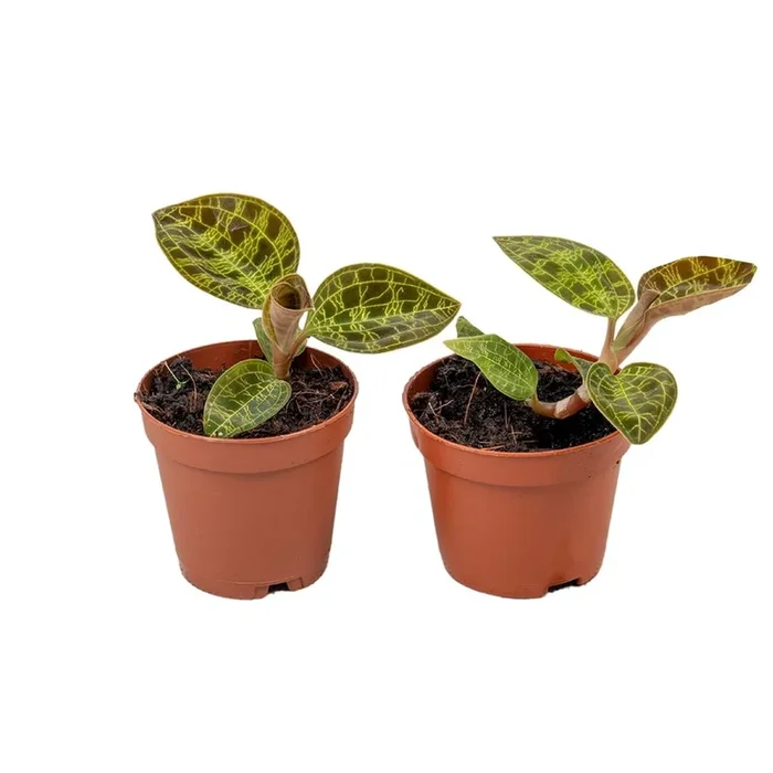 Anoectochilus roxburgii ‘Salmon Dream’ – Jewel Orchid