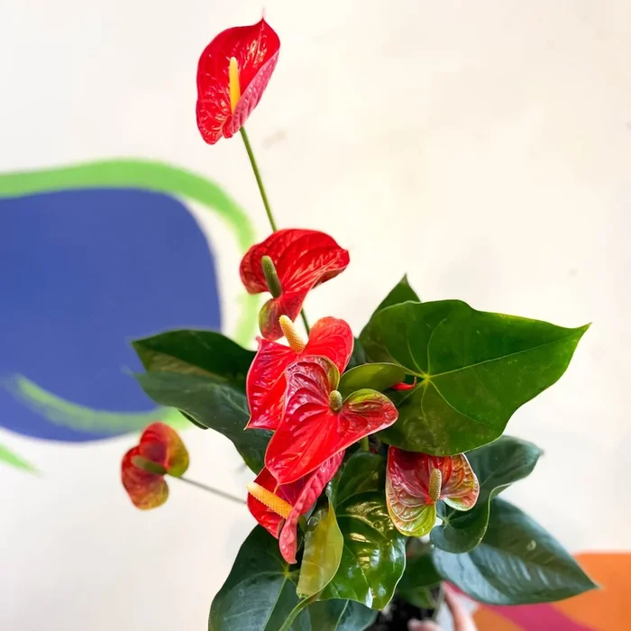 Anthurium andraeanum ‘Madural’ – Red Flamingo Flower