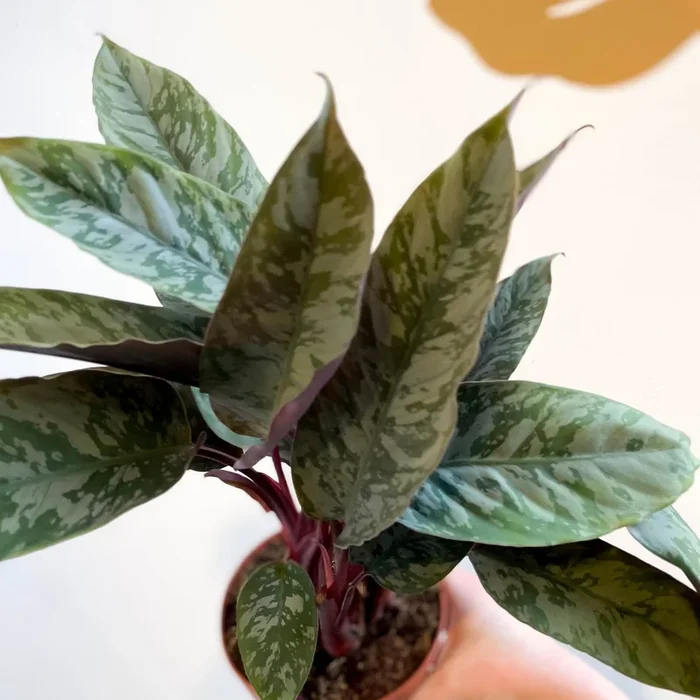 Apoballis acuminatissima