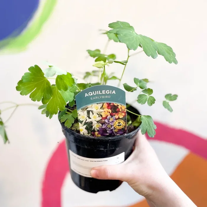 Aquilegia caerulea ‘Earlybird’ – Granny Bonnet – British Grown Herbaceous Perennial