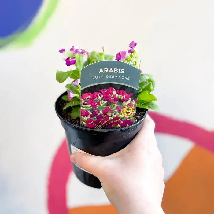 Arabis alpina caucasica ‘Lotti Deep Rose’ [British Grown Herbaceous Perennial]