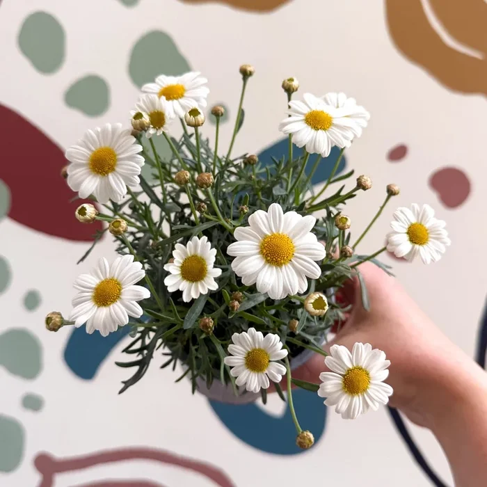 Argyranthemum frutescens ‘La Rita White’ – White Marguerite Daisy
