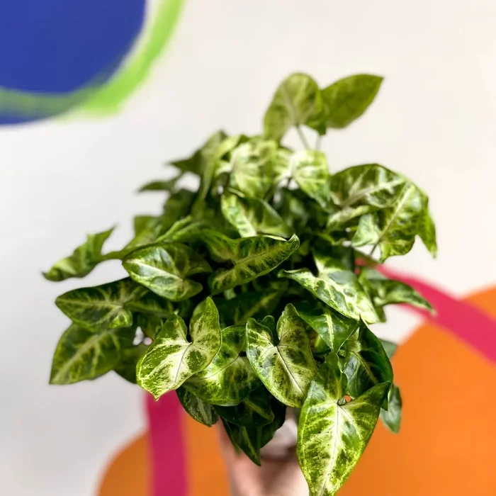 Arrowhead Vine – Syngonium podophyllum ‘Pixie’ – British Grown